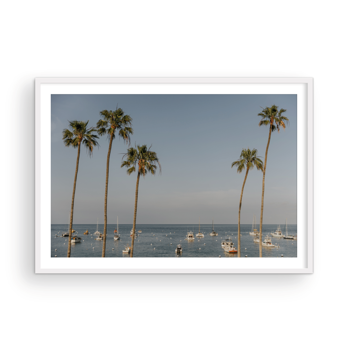 Catalina, One