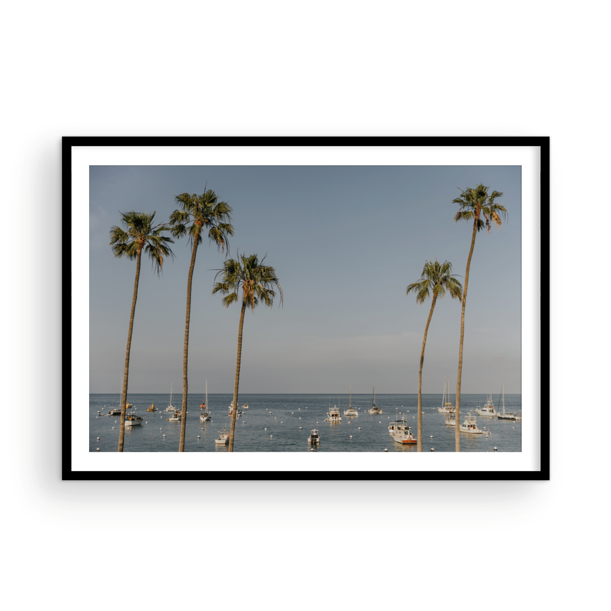 Catalina, One