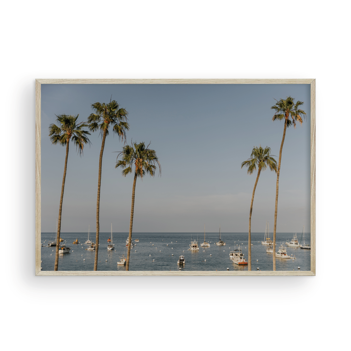Catalina, One
