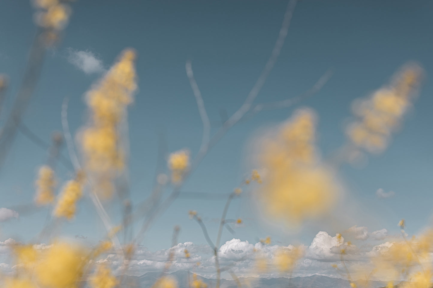 Wild Mustard, One
