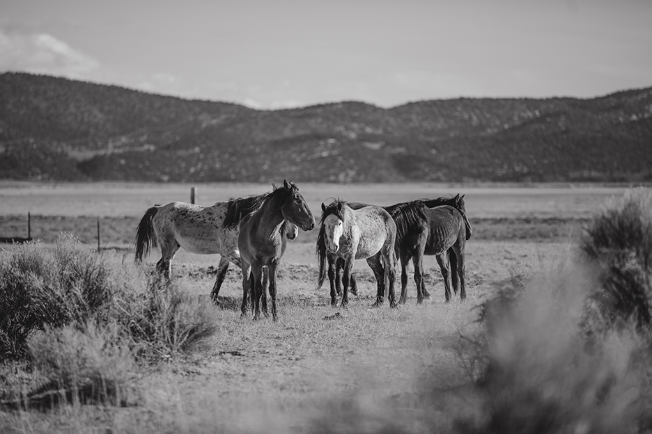 Wild Horses, Two: Monochrome
