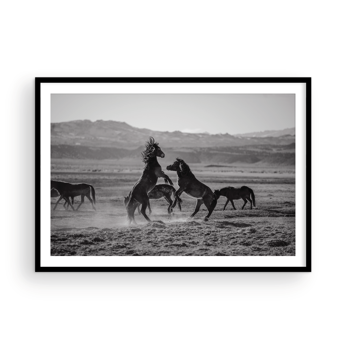 Wild Horses, One: Monochrome