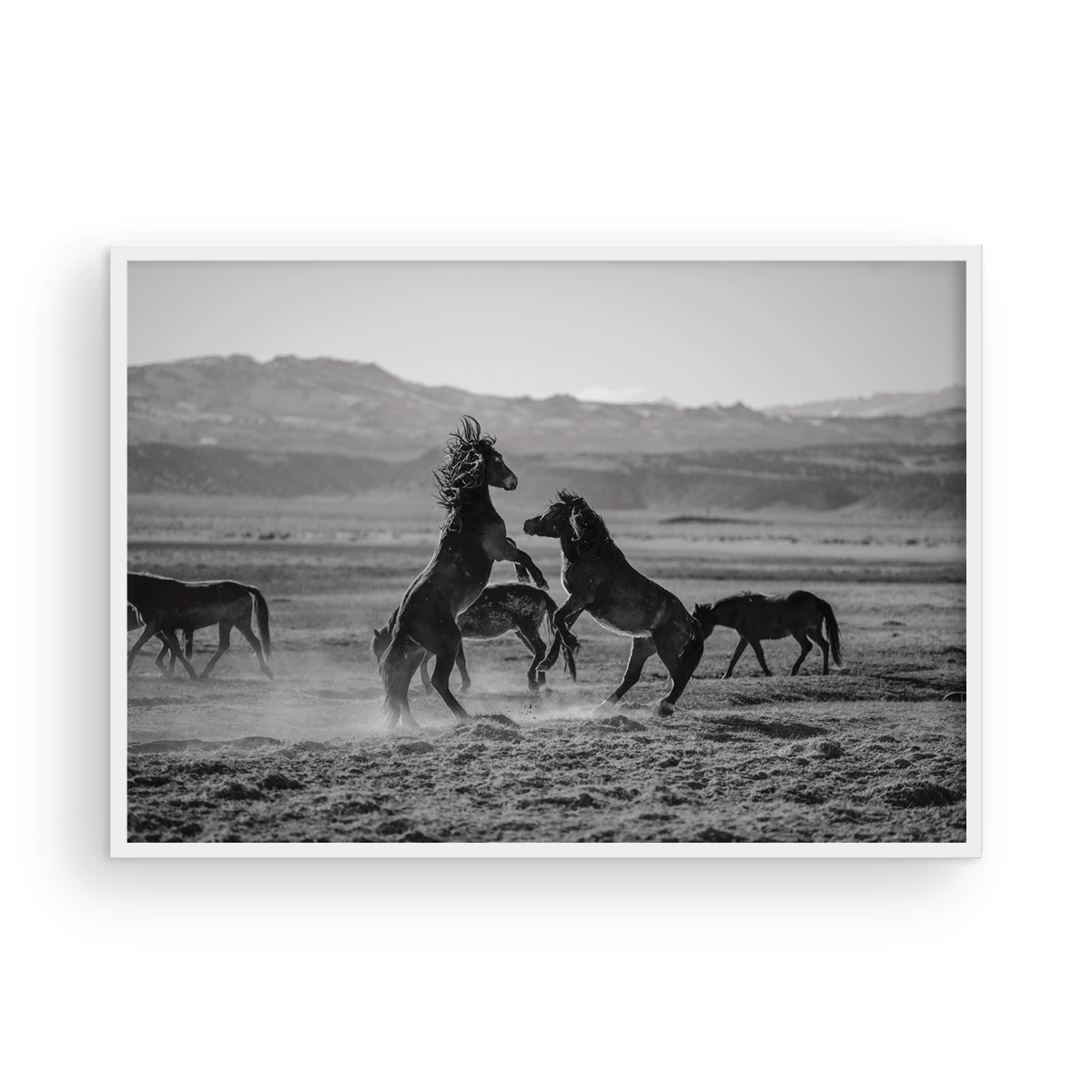 Wild Horses, One: Monochrome