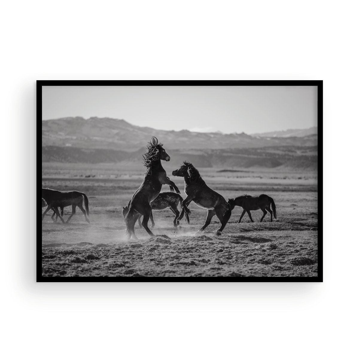 Wild Horses, One: Monochrome