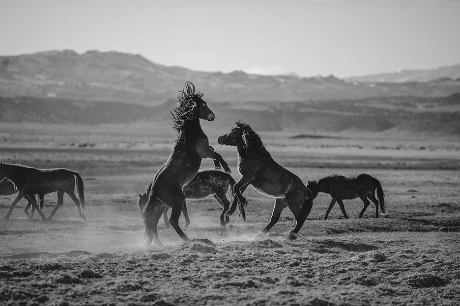 Wild Horses, One: Monochrome