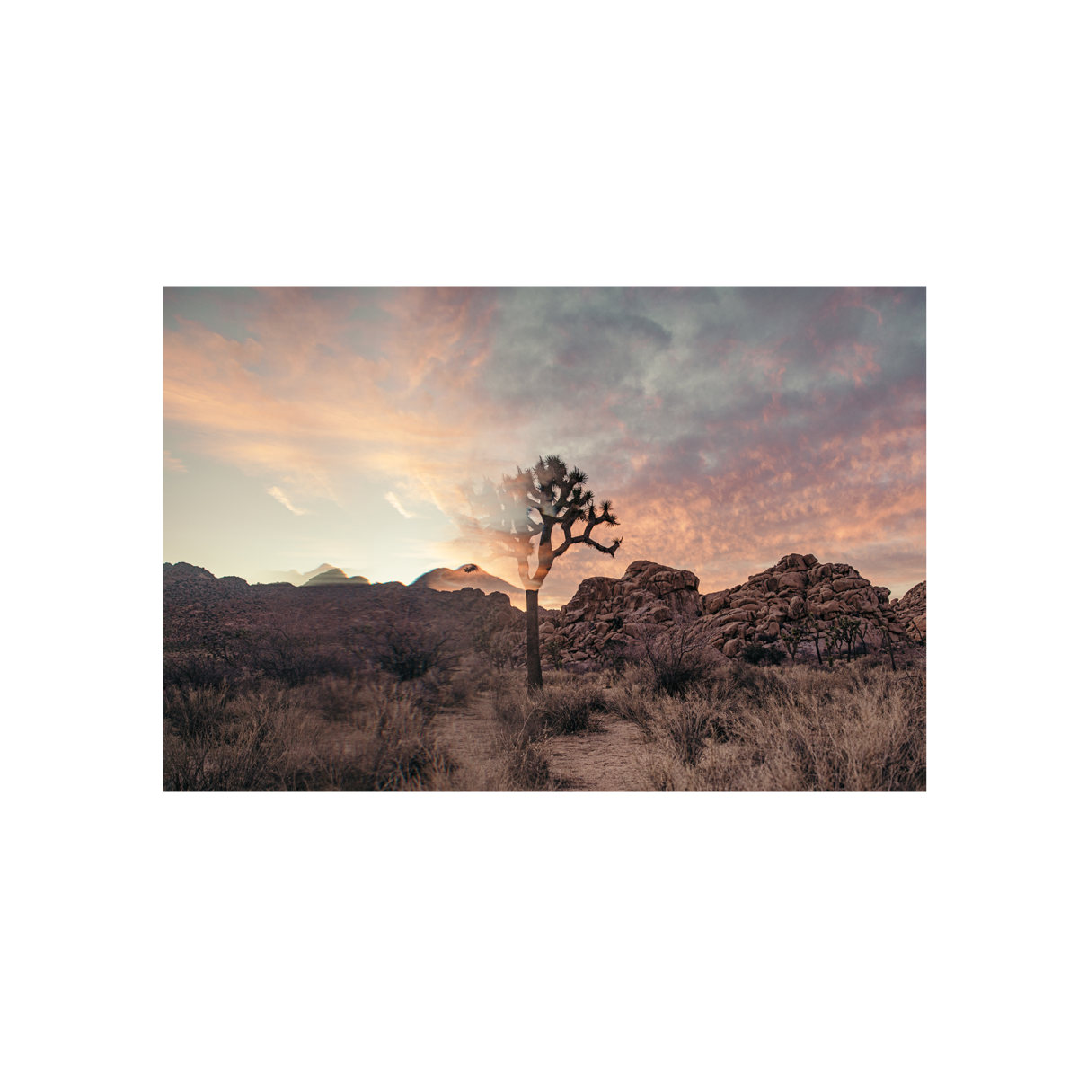 Joshua Tree, One