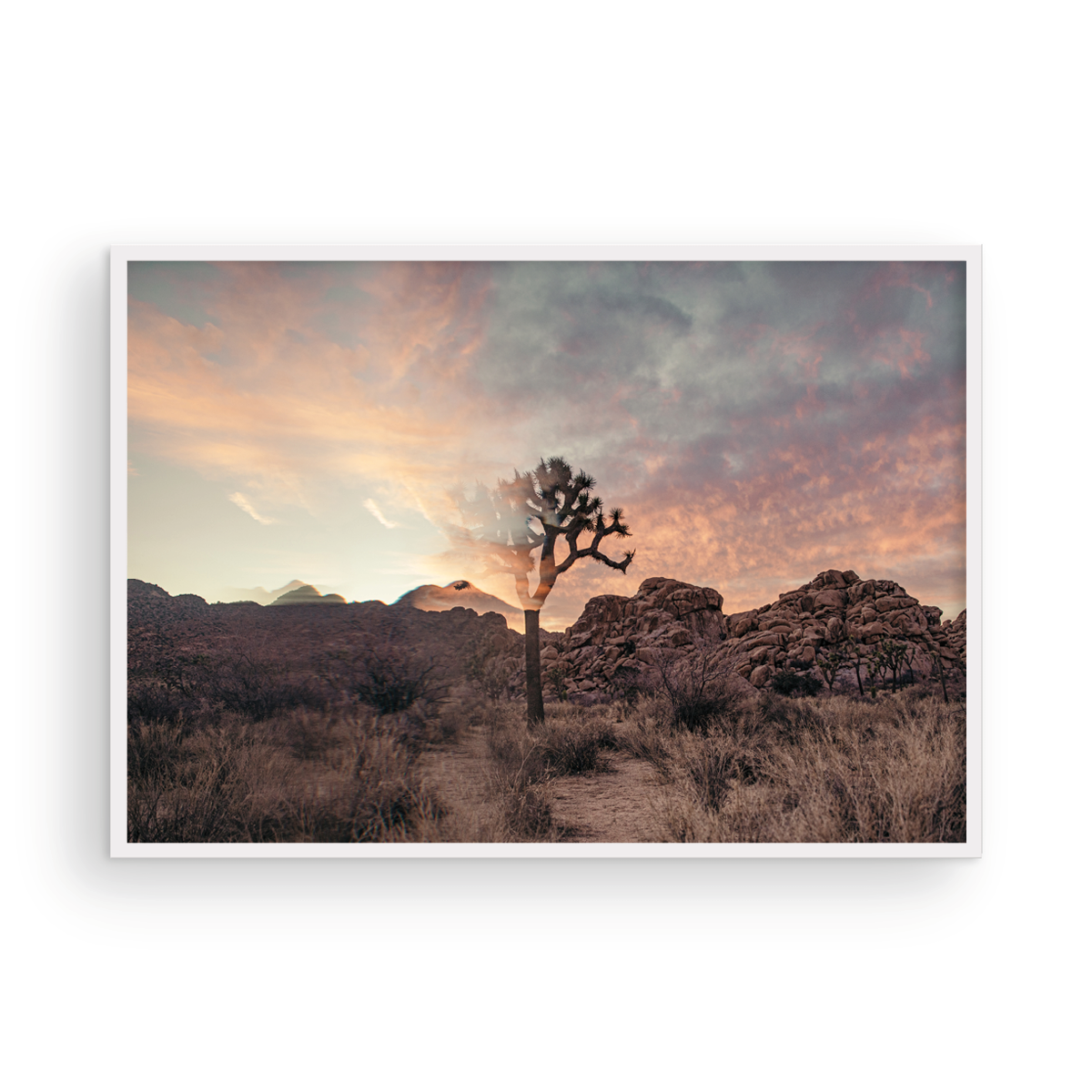 Joshua Tree, One