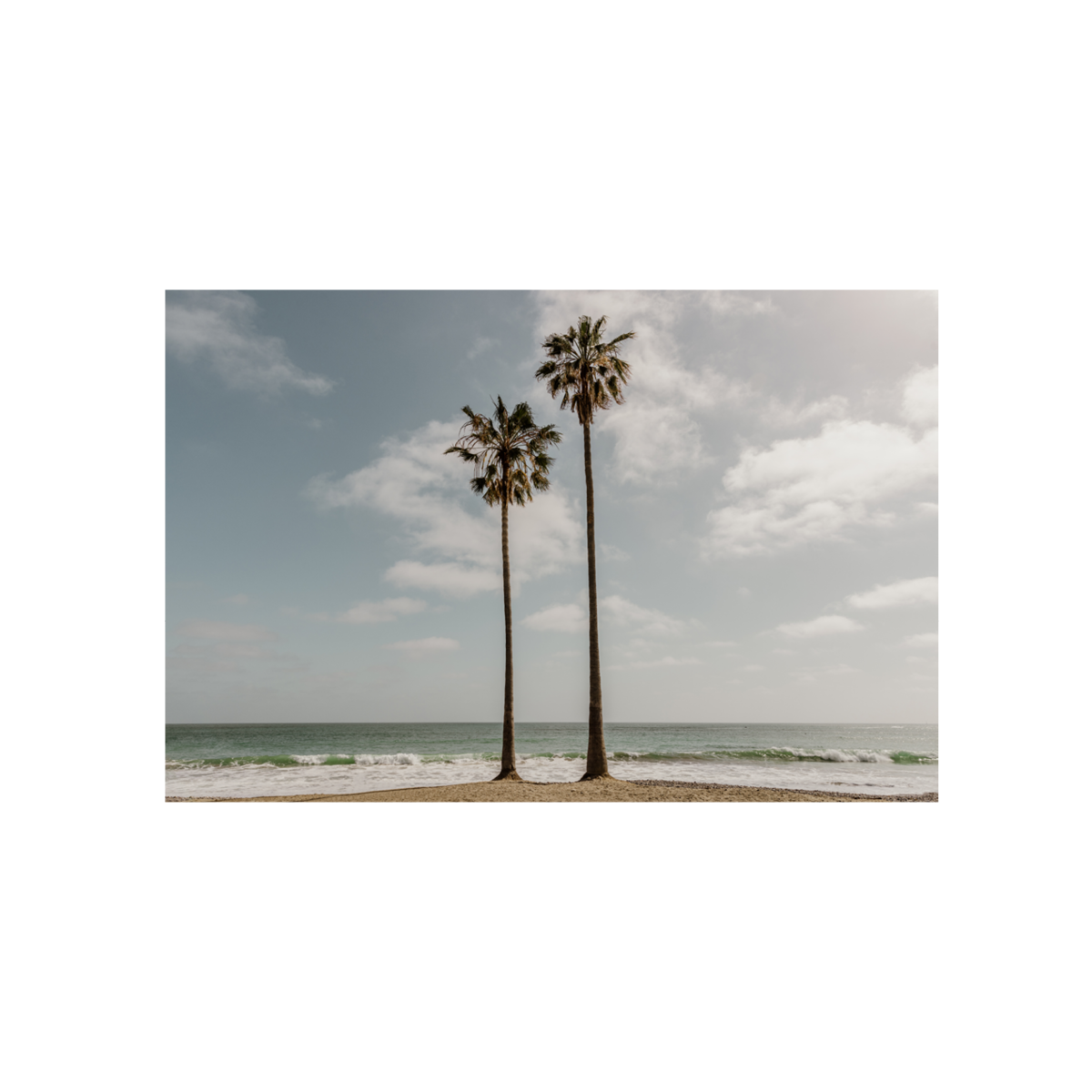 Sibling Palms, One