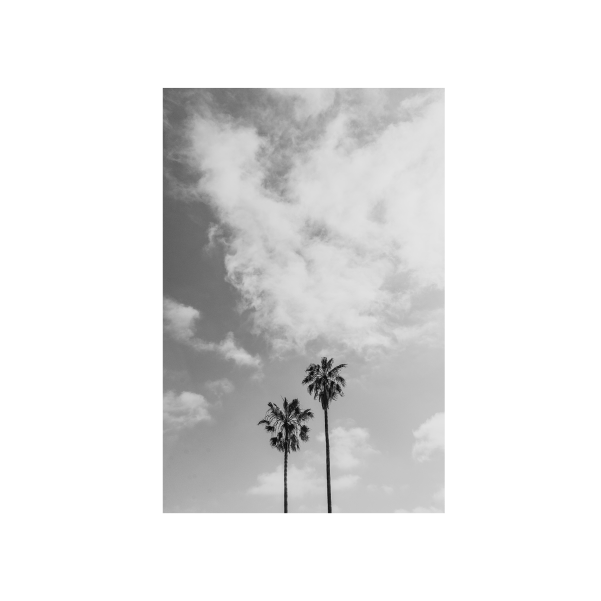 Sibling Palms, Three: Monochrome