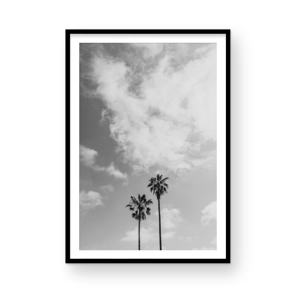 Sibling Palms, Three: Monochrome