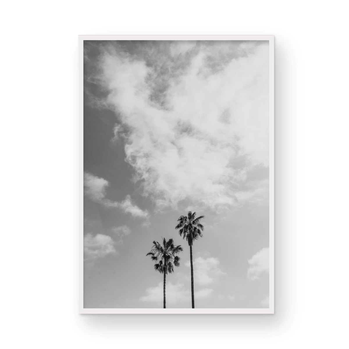 Sibling Palms, Three: Monochrome