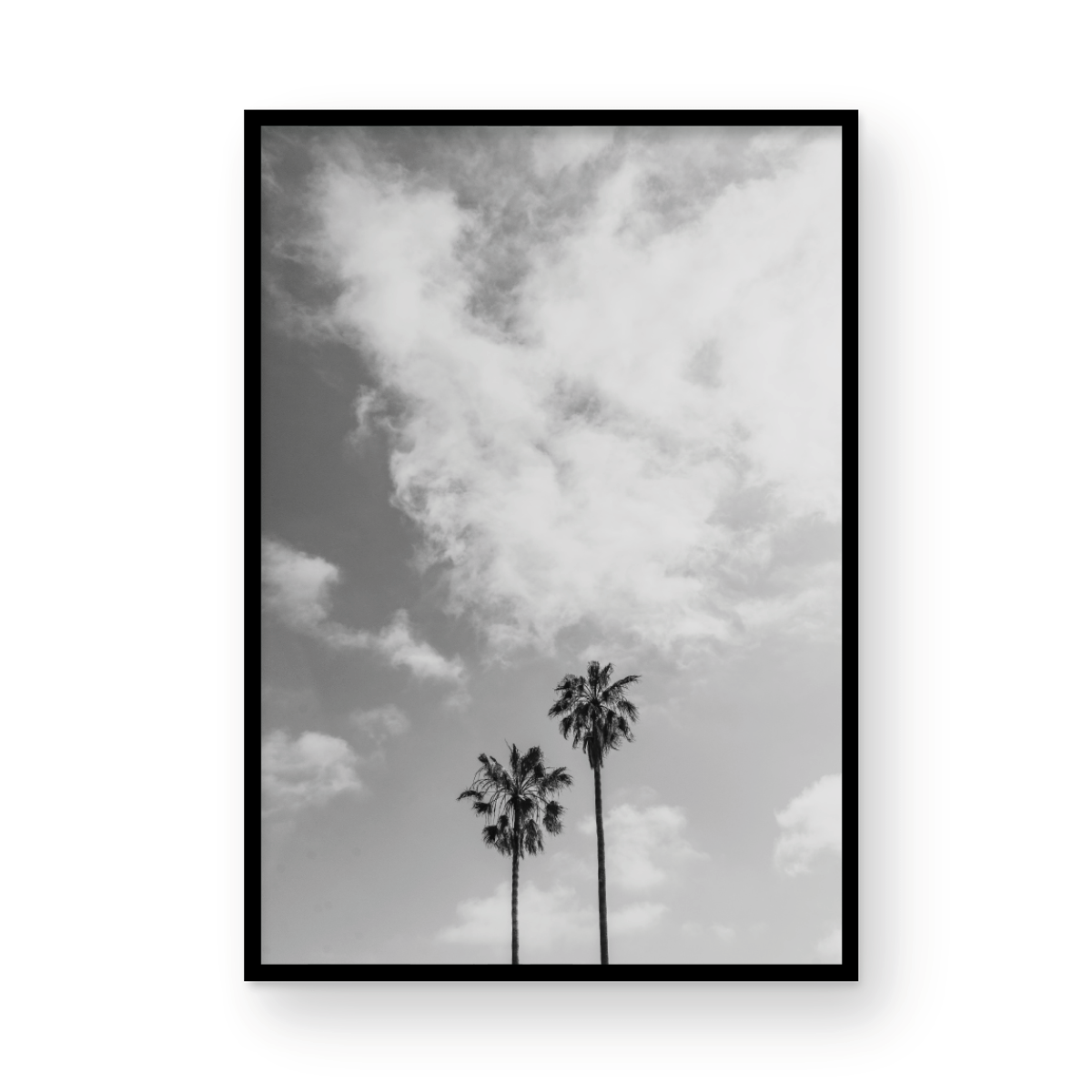 Sibling Palms, Three: Monochrome
