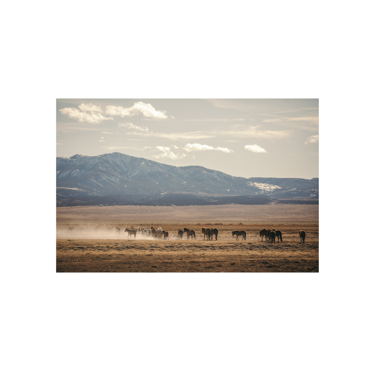 Wild Horse, Four