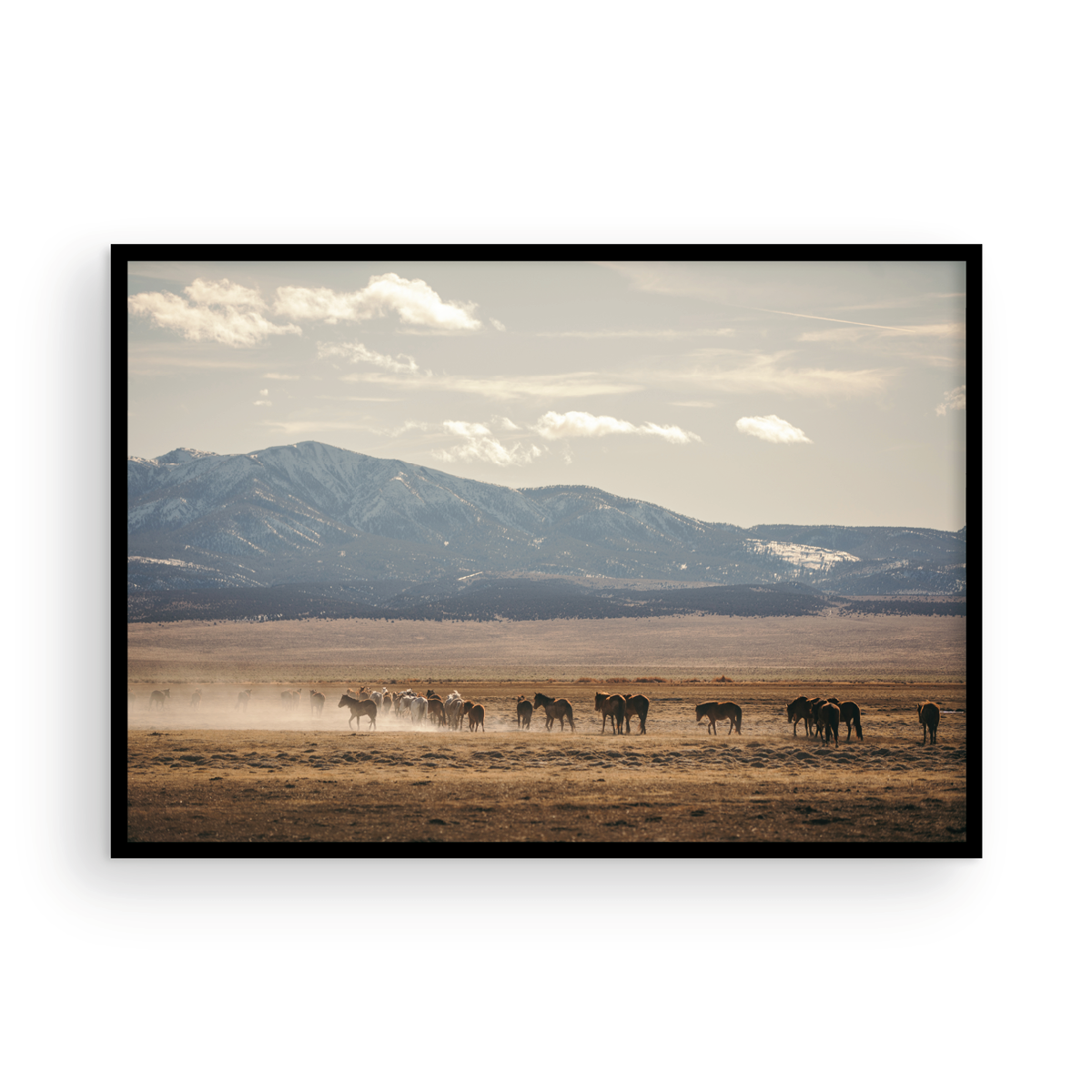 Wild Horse, Four