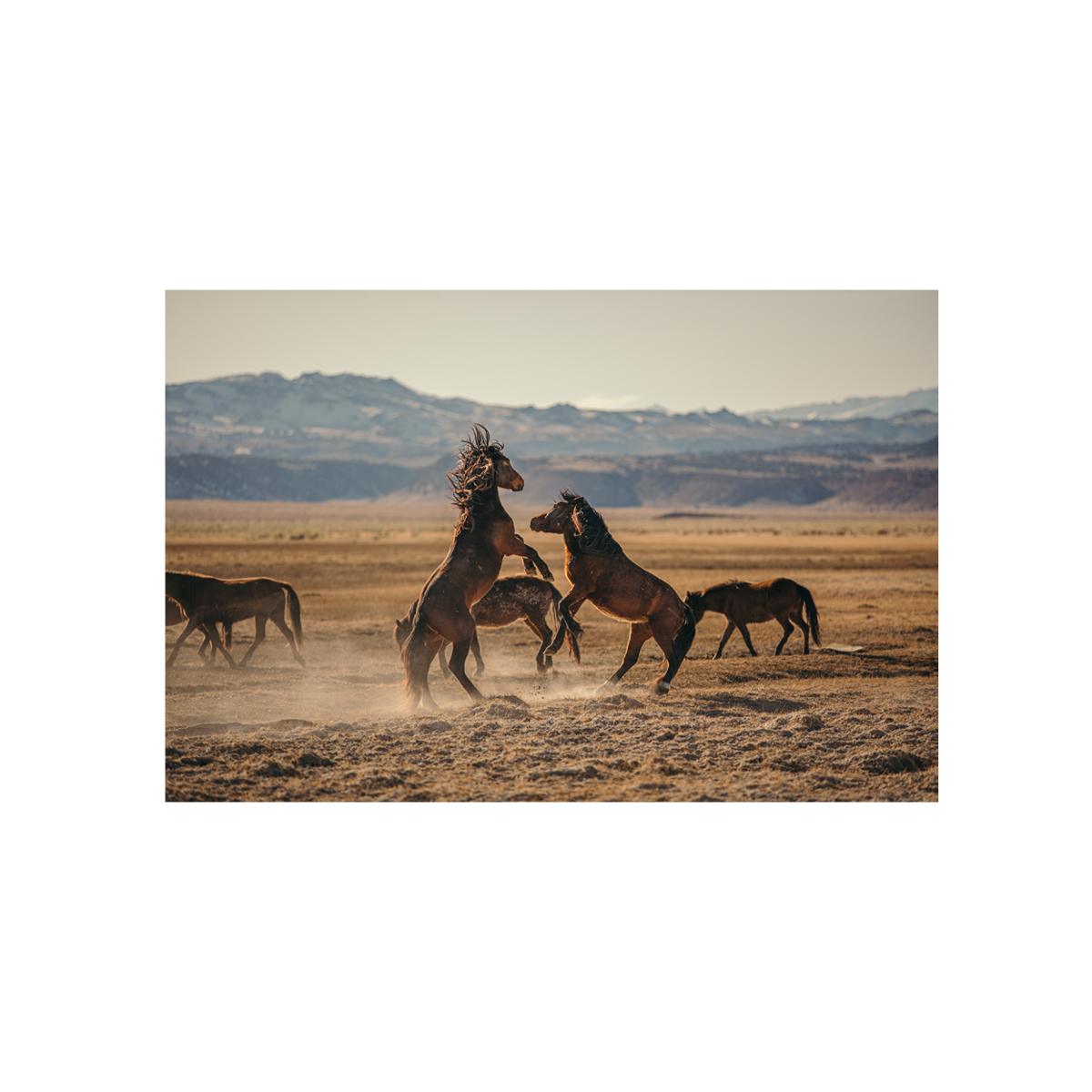 Wild Horses, One