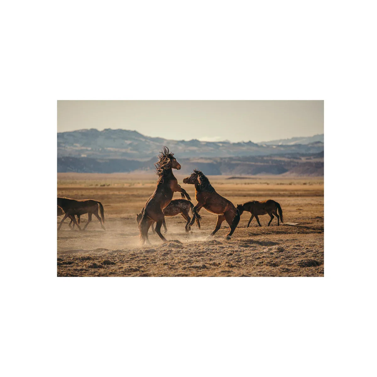 Wild Horses, One