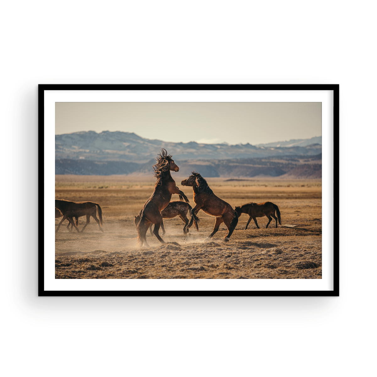 Wild Horses, One