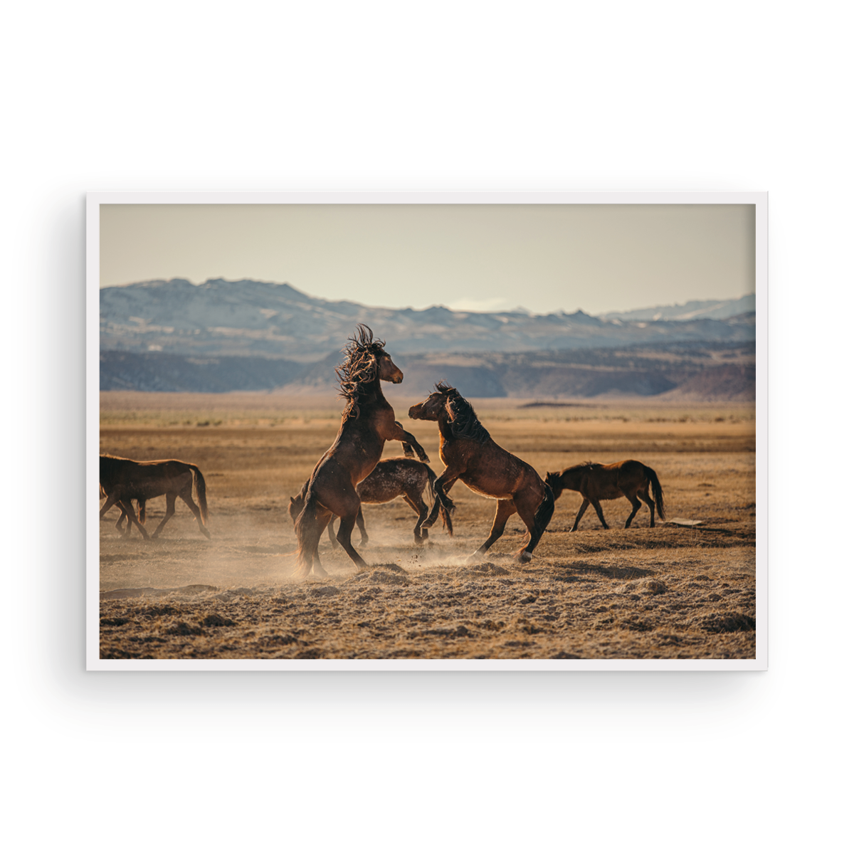 Wild Horses, One