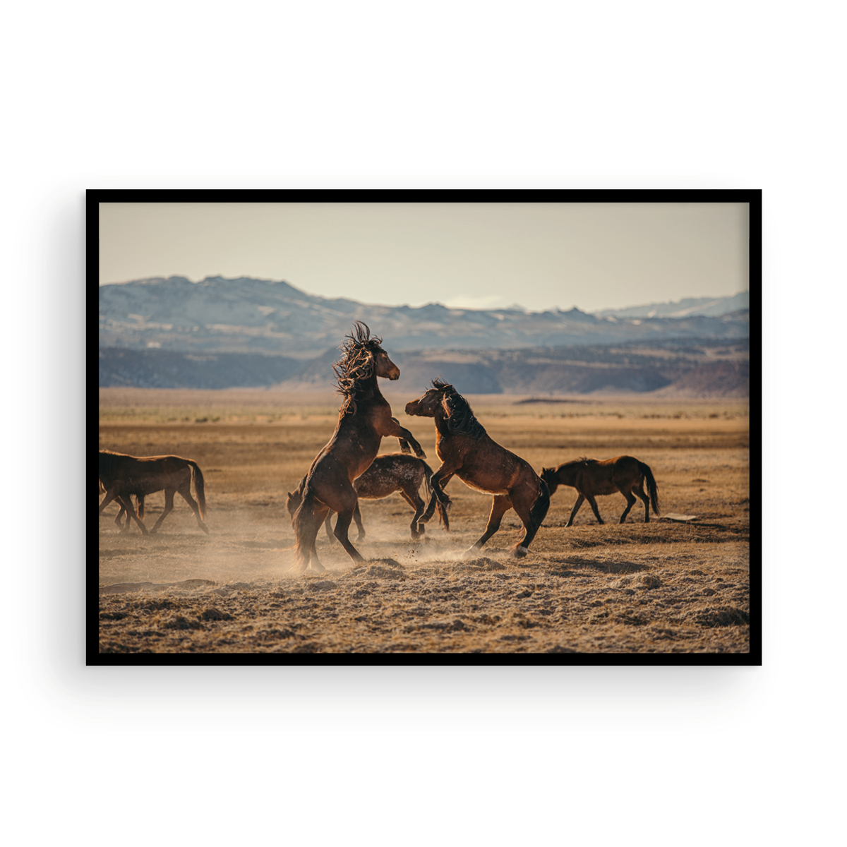 Wild Horses, One