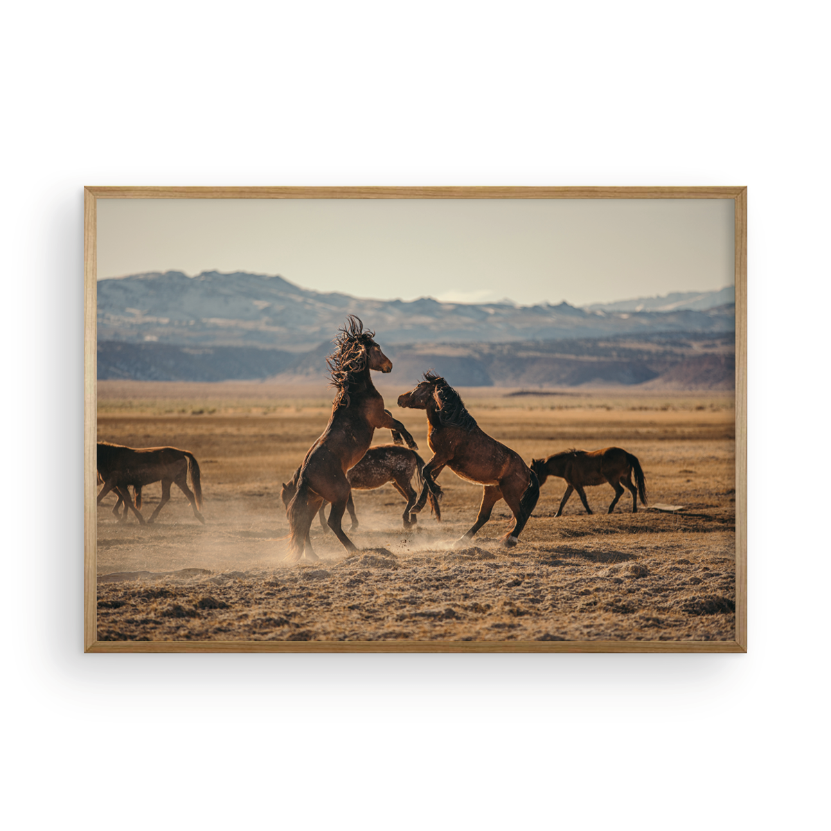 Wild Horses, One