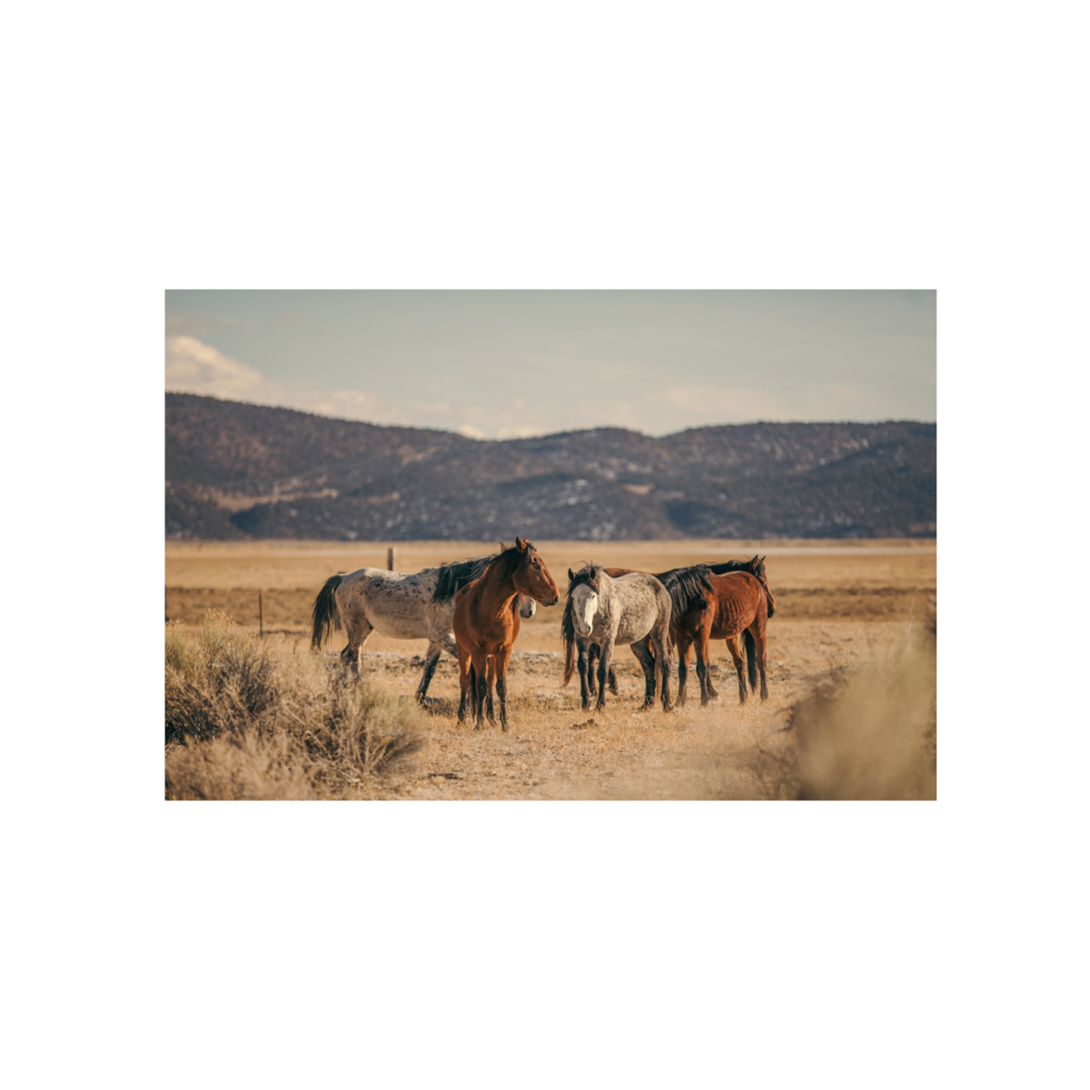 Wild Horses, Two