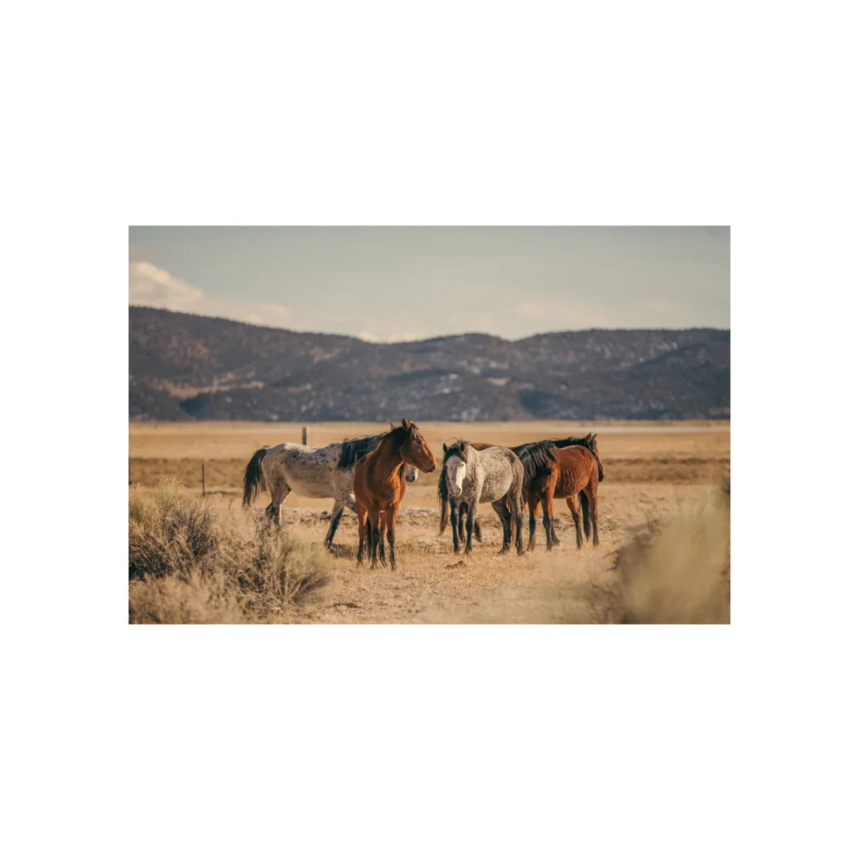 Wild Horses, Two