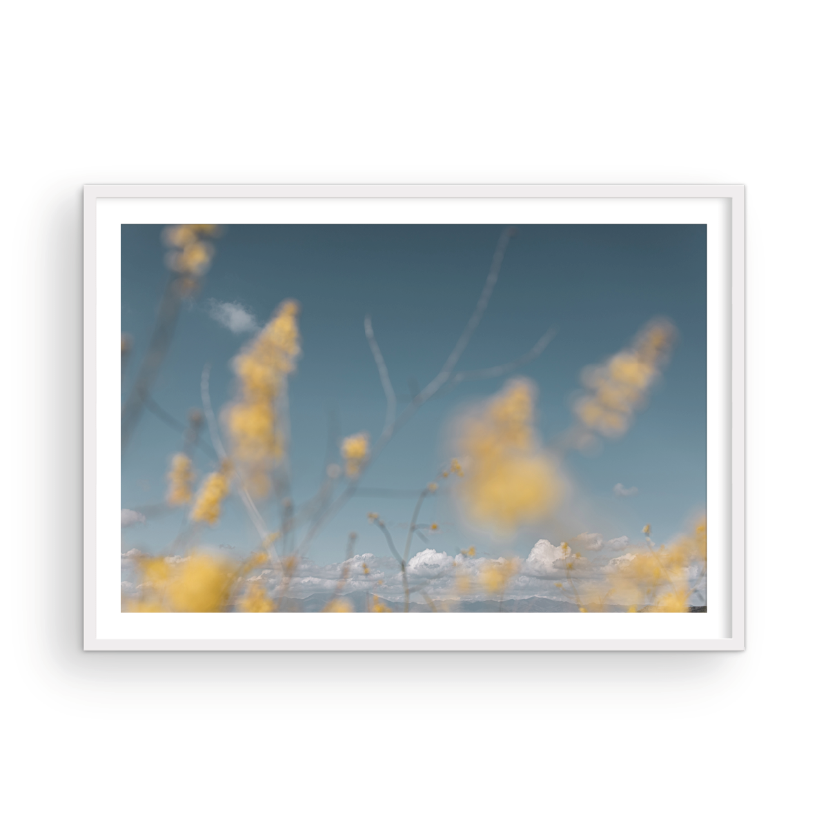 Wild Mustard, One