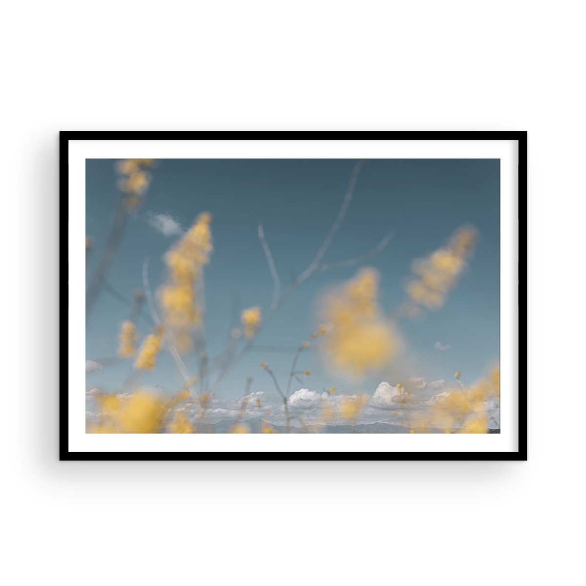 Wild Mustard, One