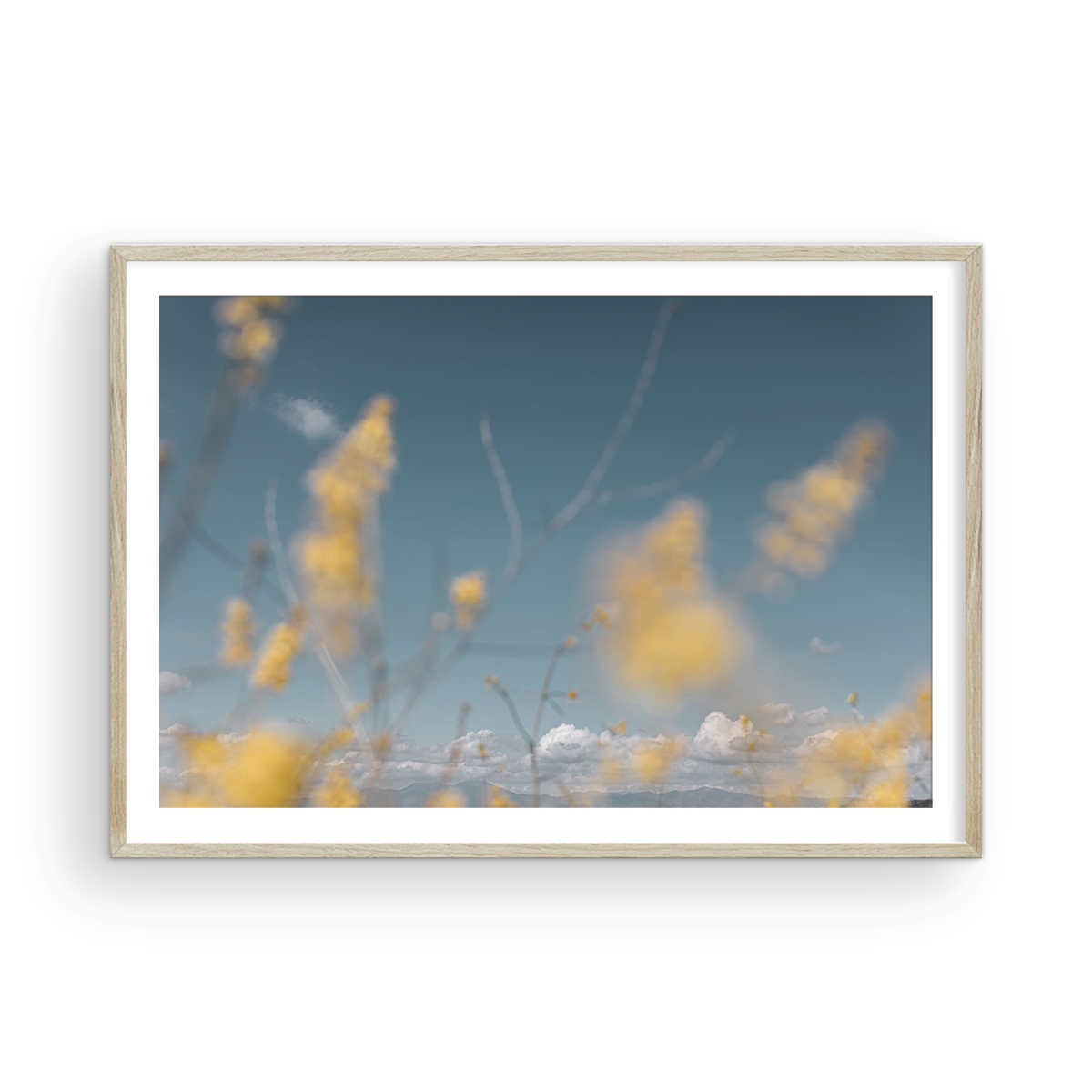 Wild Mustard, One
