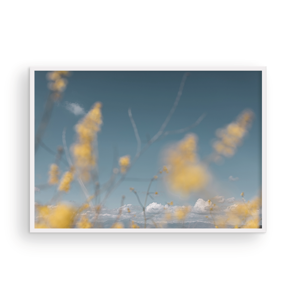 Wild Mustard, One