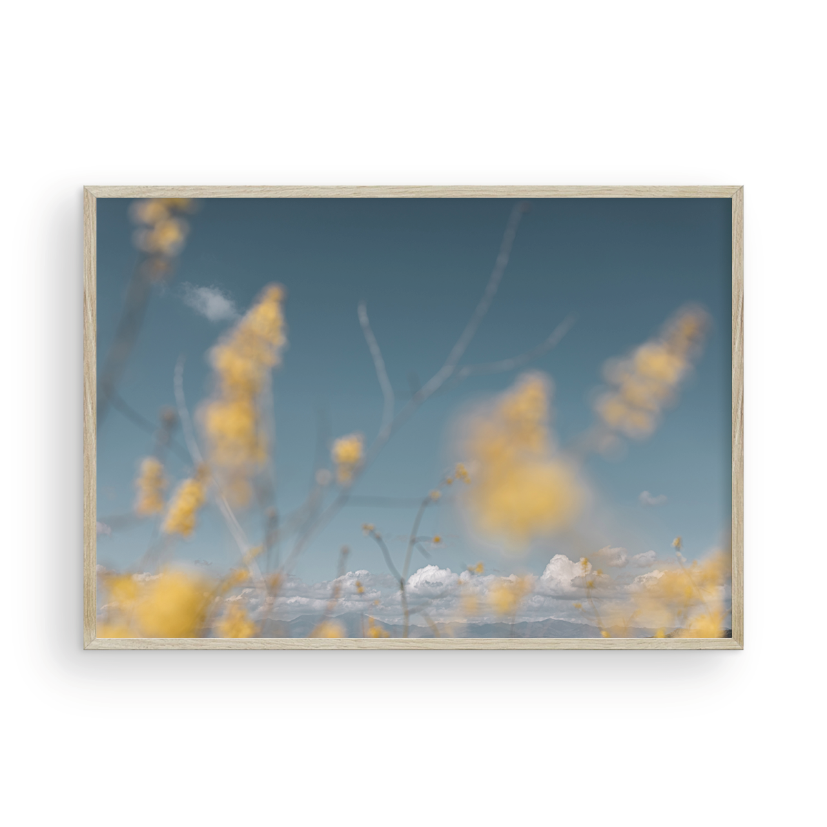 Wild Mustard, One