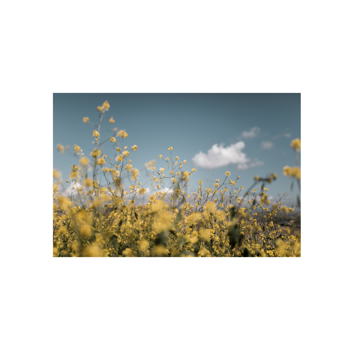 Wild Mustard, Two