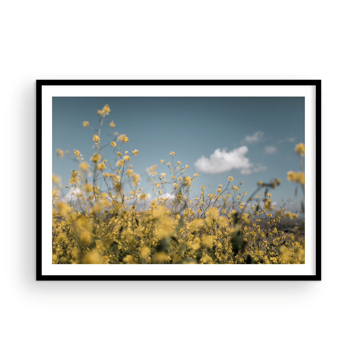 Wild Mustard, Two