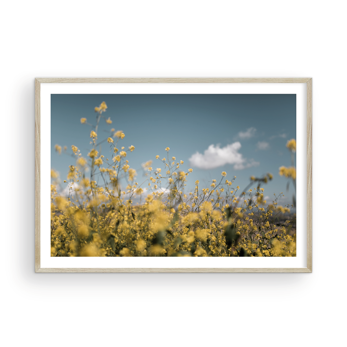 Wild Mustard, Two