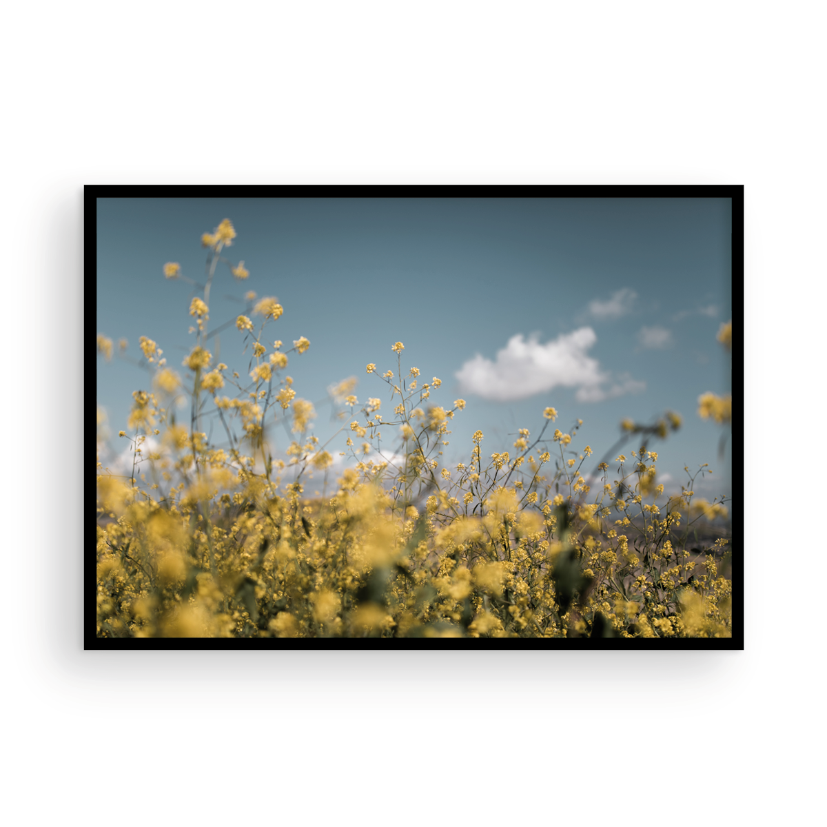 Wild Mustard, Two