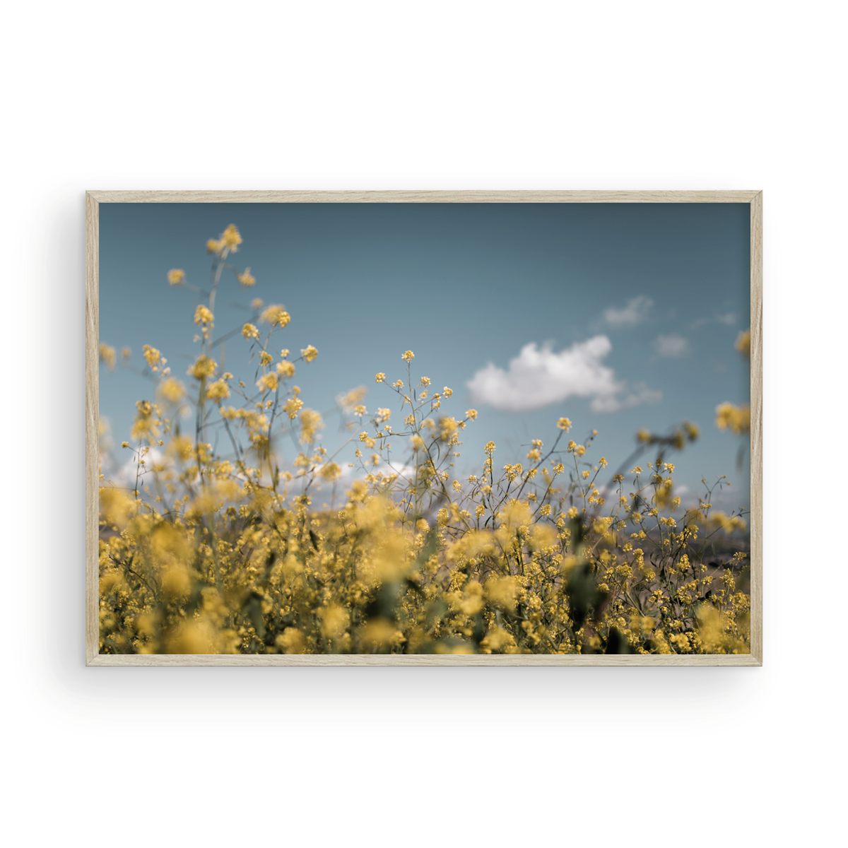 Wild Mustard, Two