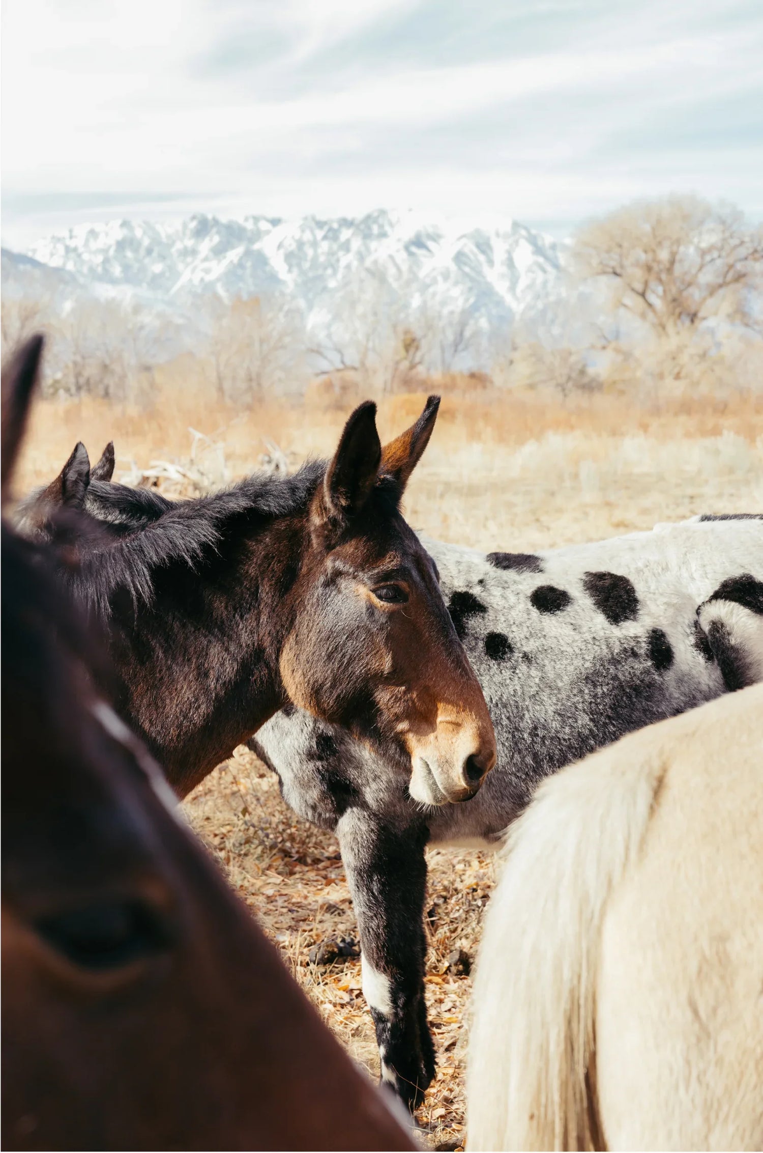 Wild Eastern Sierras
