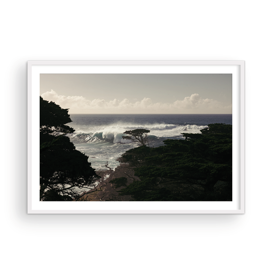 Point Lobos, One