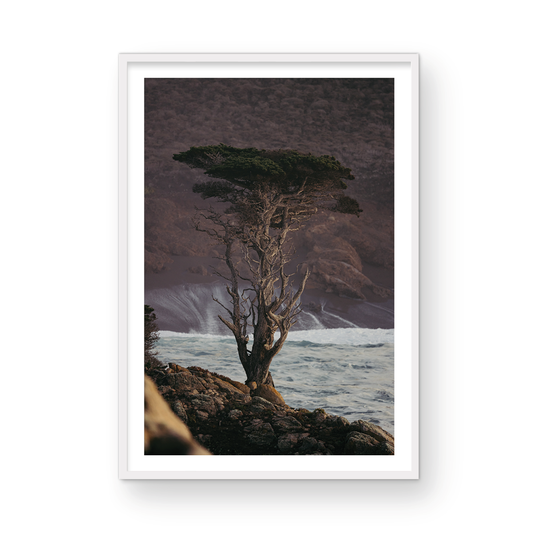 Point Lobos, Three