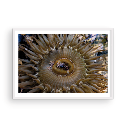 Anemone, Twenty