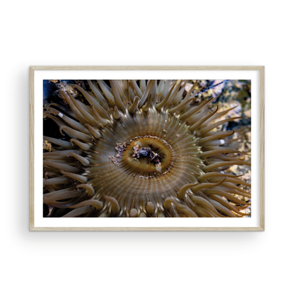Anemone, Twenty