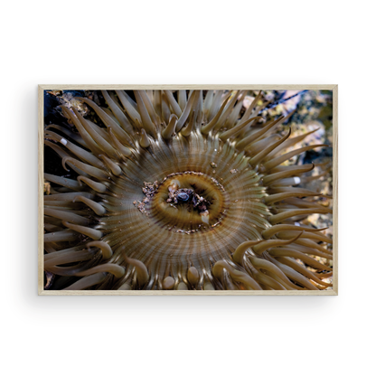 Anemone, Twenty