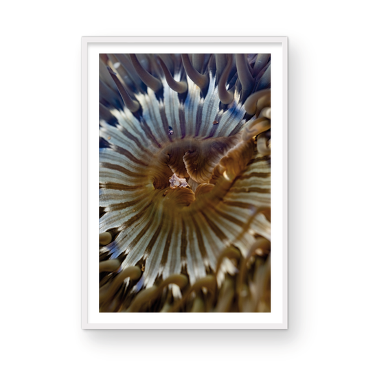 Anemone, Twenty-One