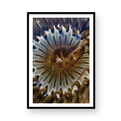 Anemone, Twenty-One