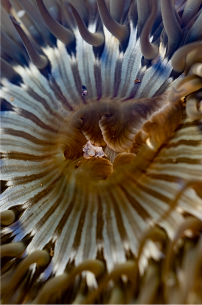 Anemone, Twenty-One
