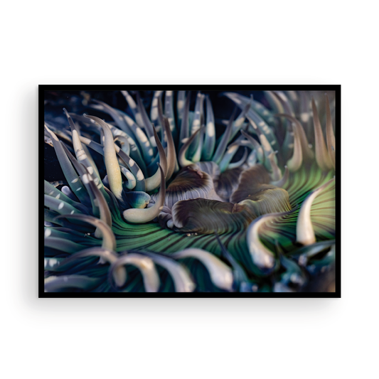 Anemone, Ten