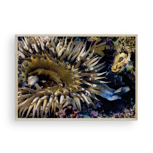 Anemone, Seven