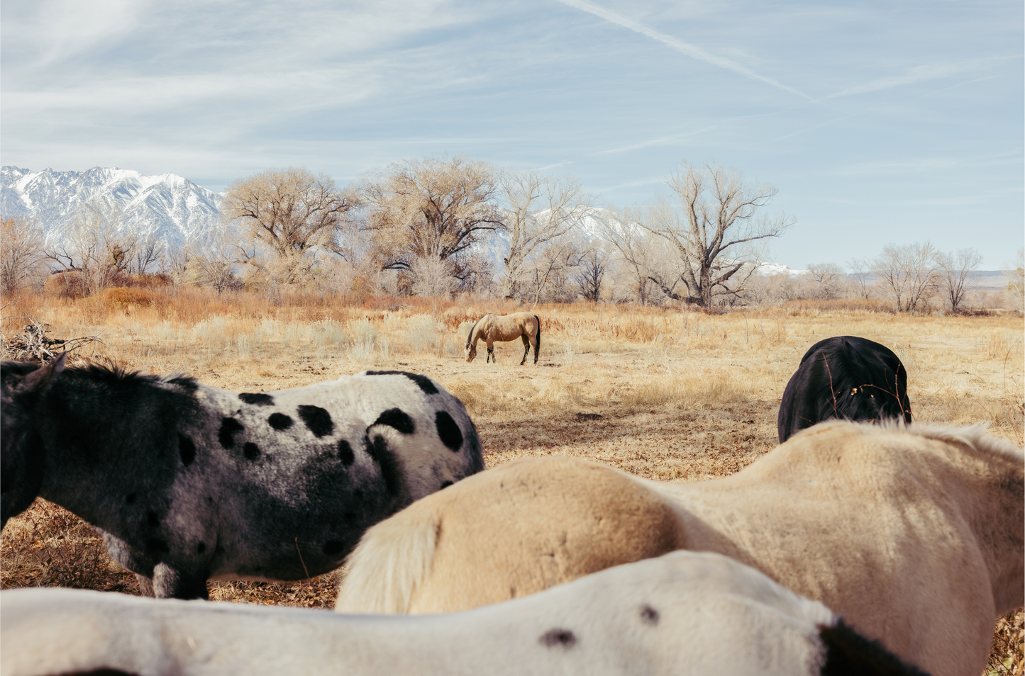 Mule Days, Four