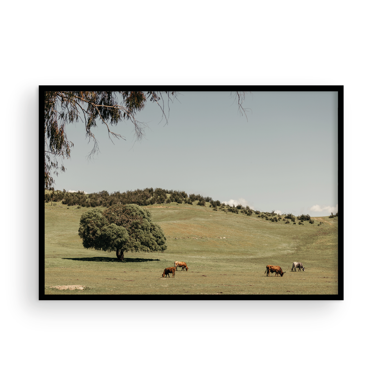 Paso Robles, Seven