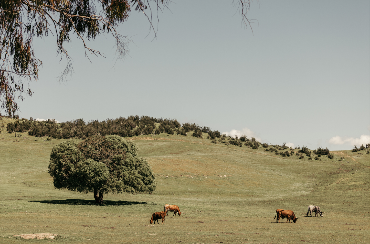 Paso Robles, Seven